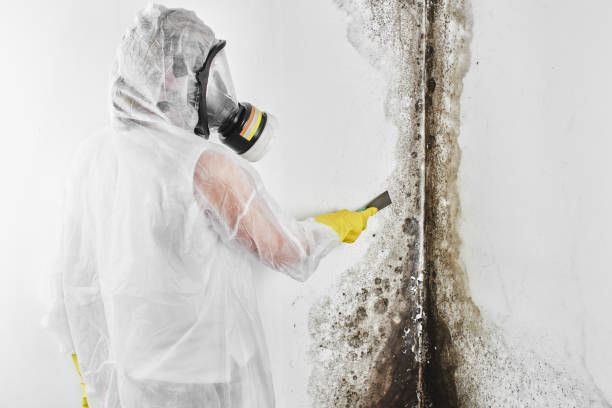Best Mold Removal Specialists  in Claysburg, PA