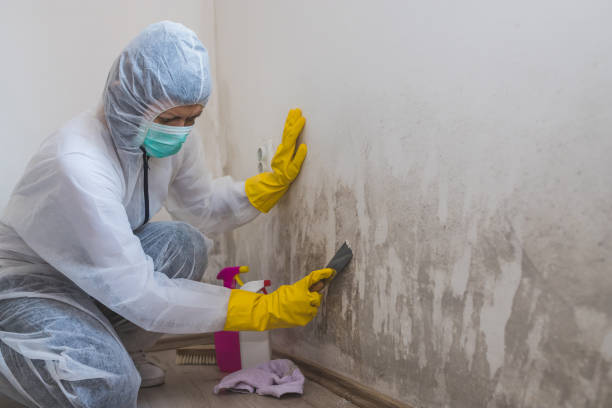 Trusted Claysburg, PA Mold Removal Experts