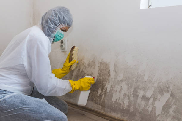 Best Attic Mold Removal  in Claysburg, PA