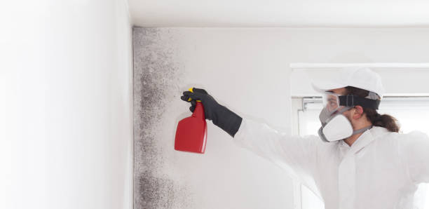 Mold Testing and Removal in Claysburg, PA