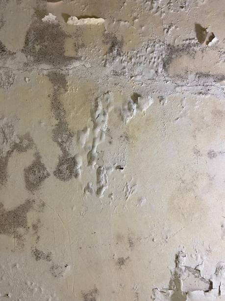 Best Mold Testing and Removal  in Claysburg, PA
