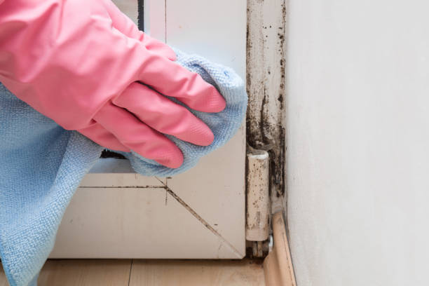 Best Mold Remediation Services  in Claysburg, PA