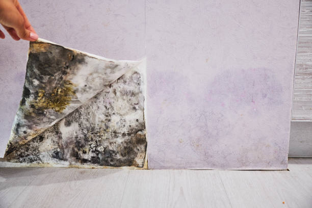 Best Fast Mold Removal  in Claysburg, PA
